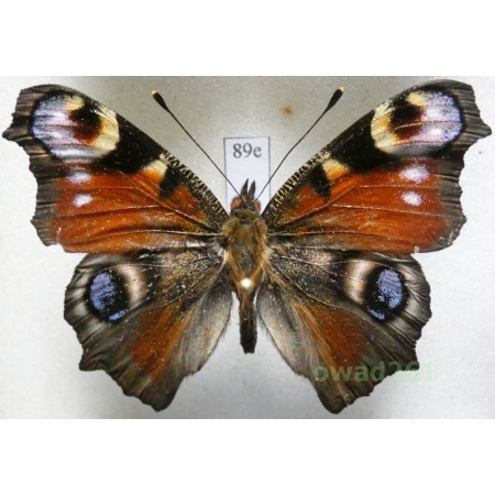 Aglais io (Linnaeus, 1758) Poland89e